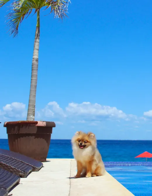 B Unique Hotel Cozumel B Unique Hotel Cozumel