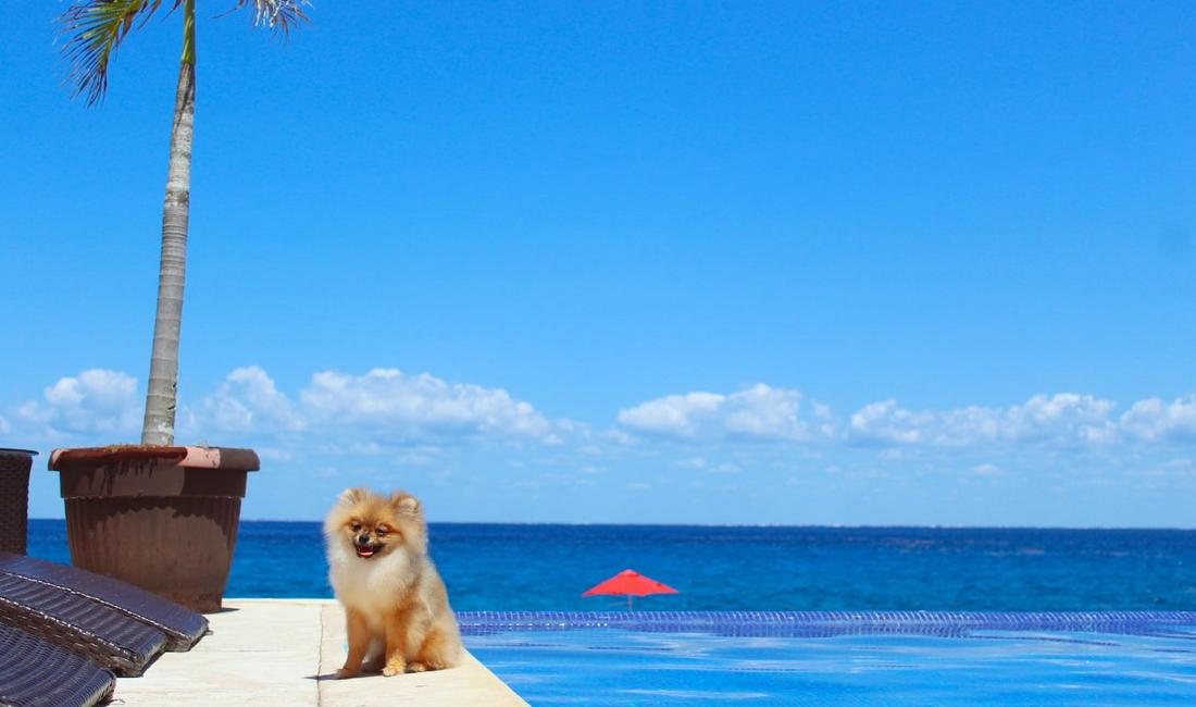 Dog Friendly B Unique Hotel Cozumel Dog Friendly B Unique Hotel Cozumel